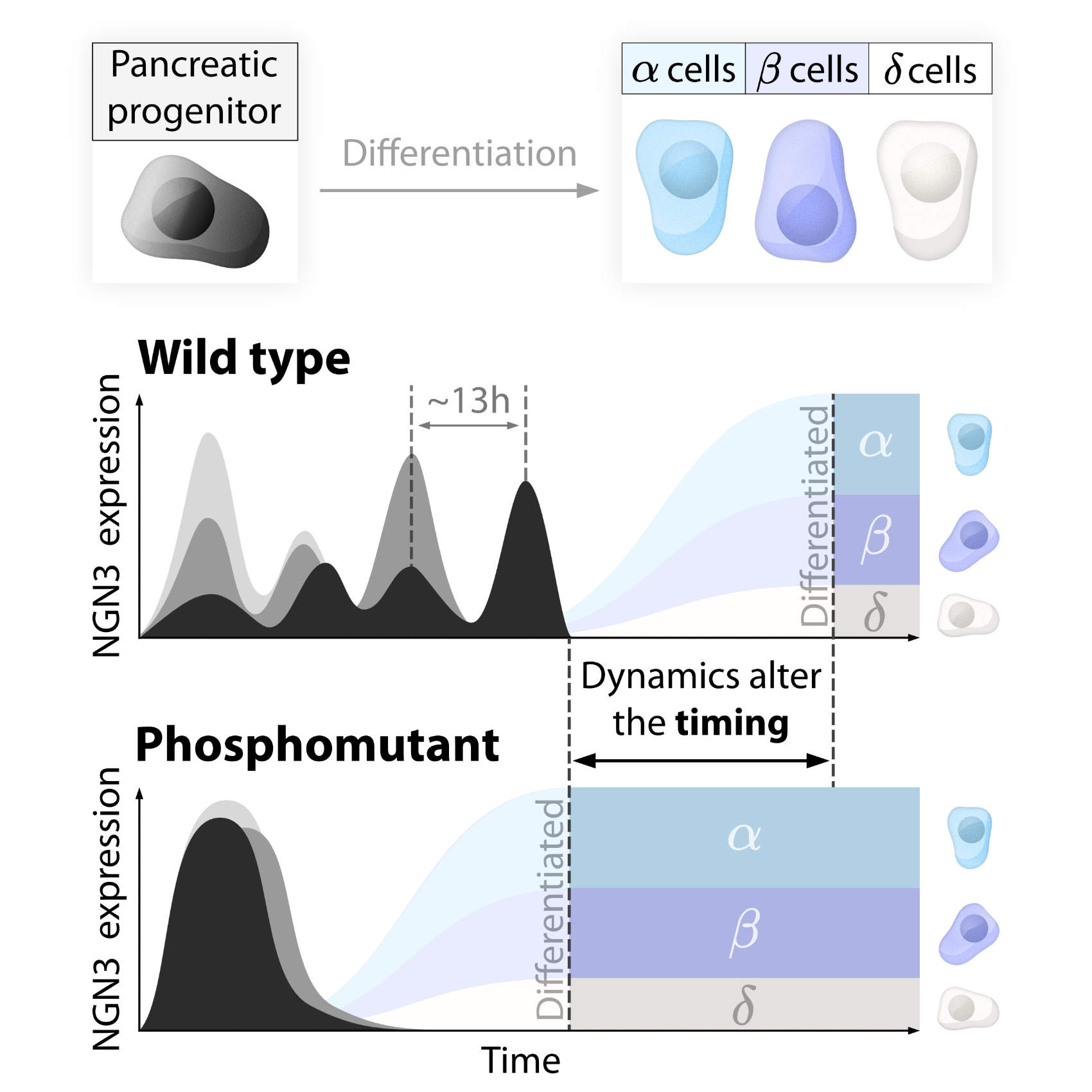 Graphical abstract