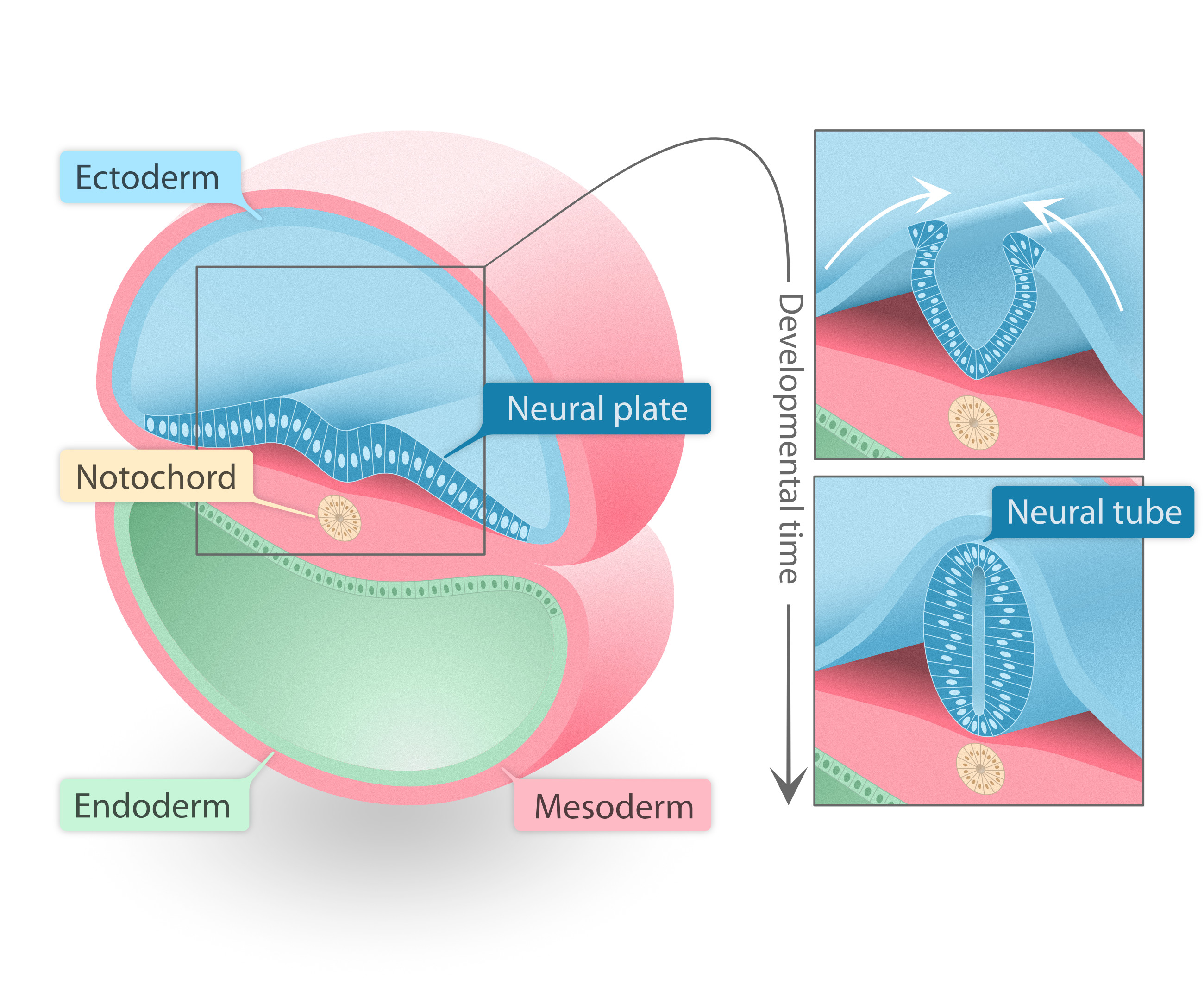 Neurulation: the developing spinal cord